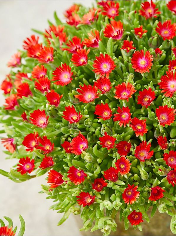 Delosperma cooperi ‘Ice Cream™ Fire’