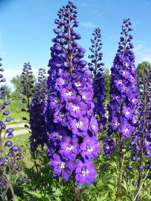 Delphinium x cultorum gr.Elatum ‘Christel’