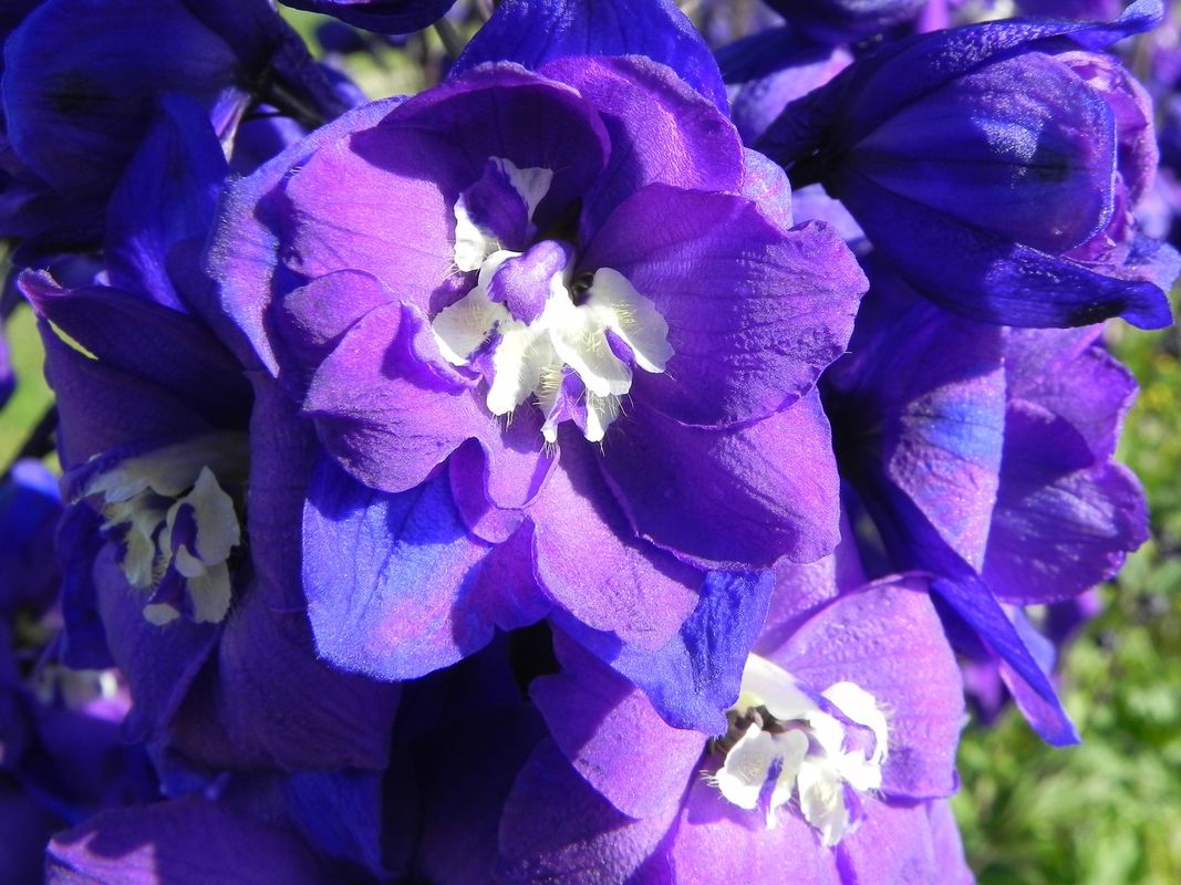 Delphinium x cultorum gr.Elatum ‘Christel’