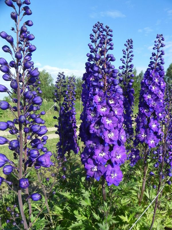 Delphinium x cultorum gr.Elatum ‘Christel’