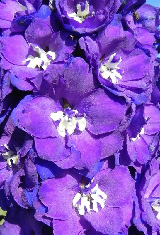Delphinium x cultorum gr.Elatum ‘Christel’