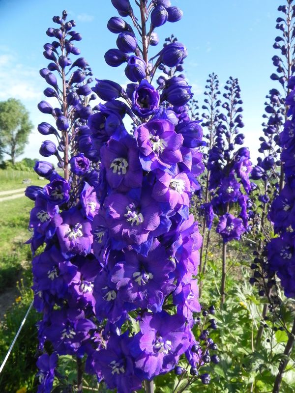 Delphinium x cultorum gr.Elatum ‘Christel’