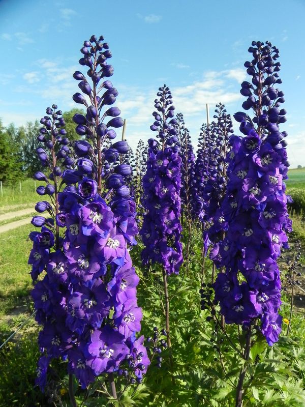 Delphinium x cultorum gr.Elatum ‘Christel’