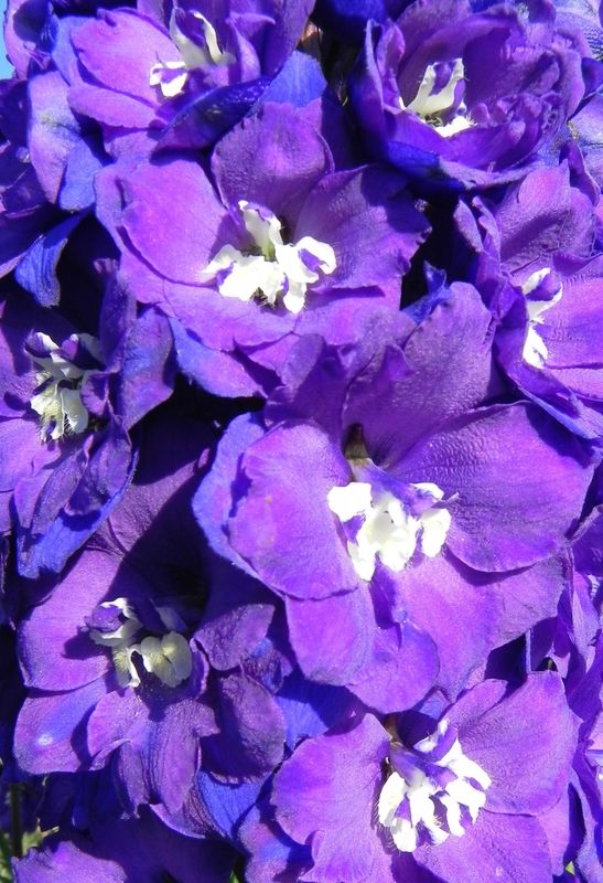 Delphinium x cultorum gr.Elatum ‘Christel’