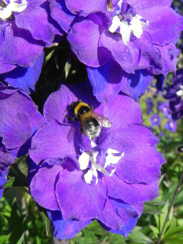 Delphinium x cultorum gr.Elatum ‘Christel’