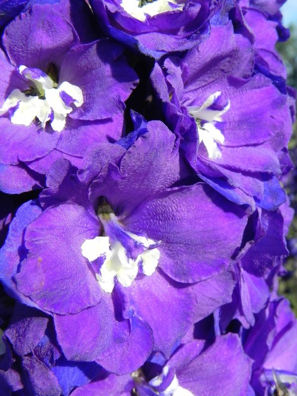 Delphinium x cultorum gr.Elatum ‘Christel’