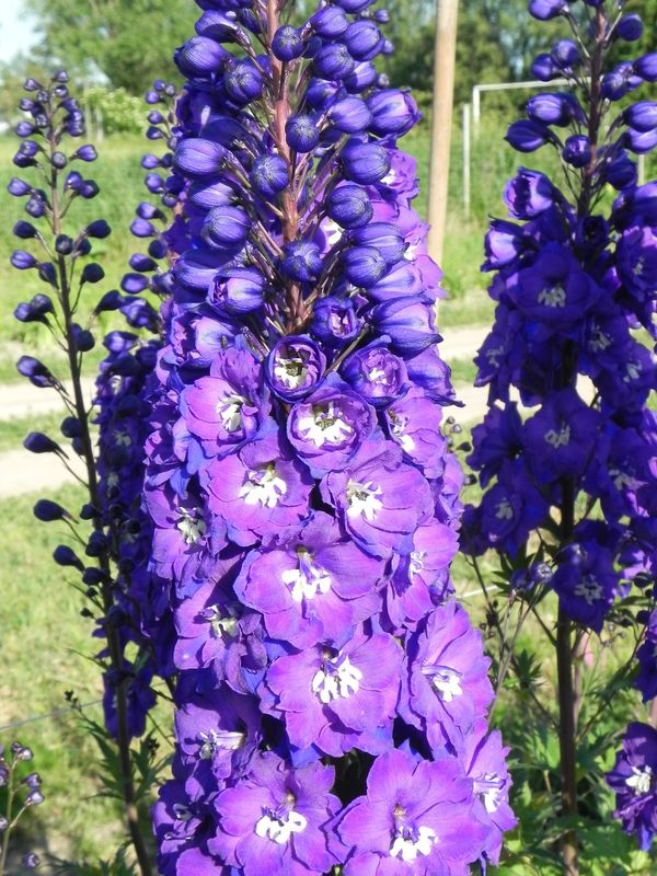 Delphinium x cultorum gr.Elatum ‘Christel’