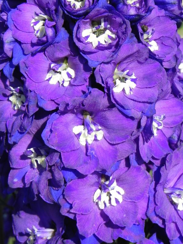 Delphinium x cultorum gr.Elatum ‘Christel’