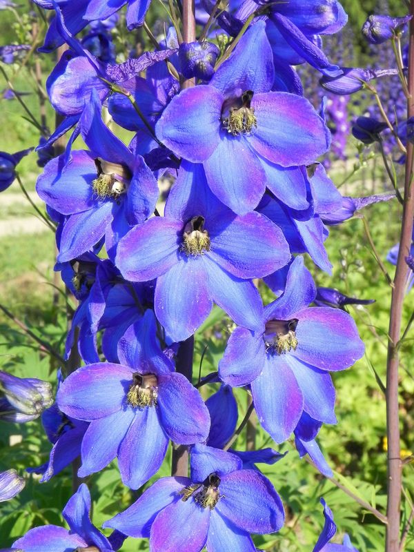 Delphinium x cultorum gr.Elatum ‘Finsteraarhorn’