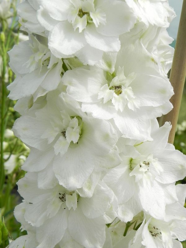Delphinium x cultorum Pacific Giants ‘Galahad’