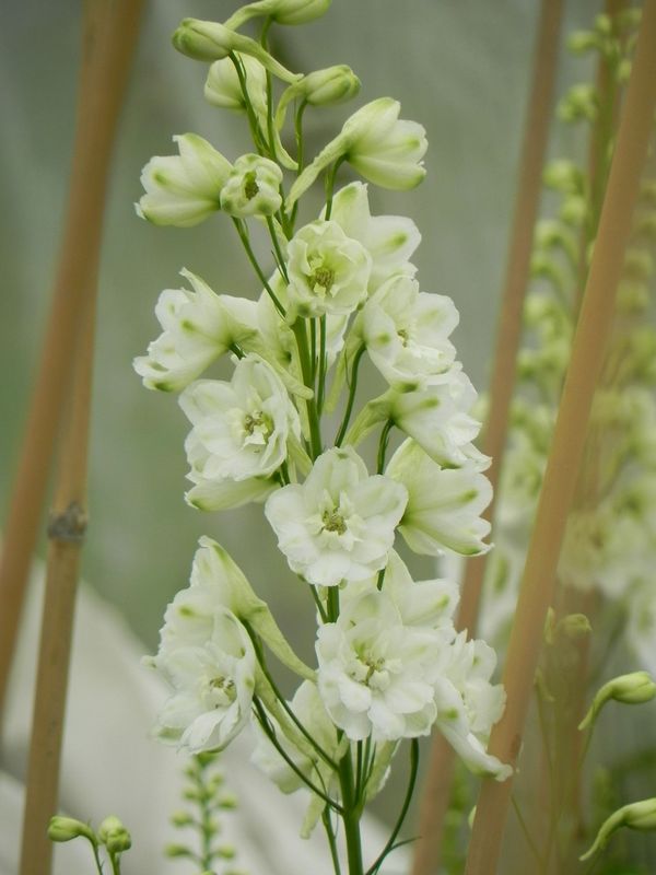 Delphinium x cultorum Pacific Giants ‘Galahad’