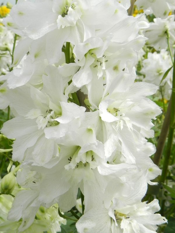 Delphinium x cultorum Pacific Giants ‘Galahad’