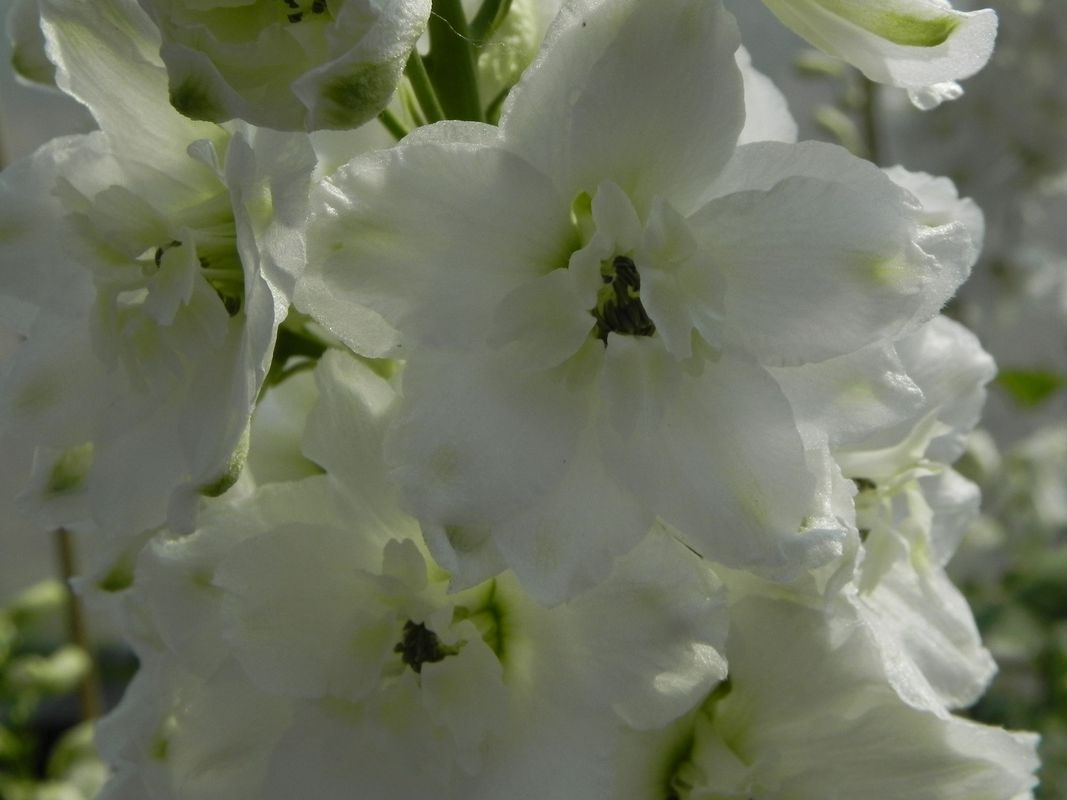 Delphinium x cultorum Pacific Giants ‘Galahad’