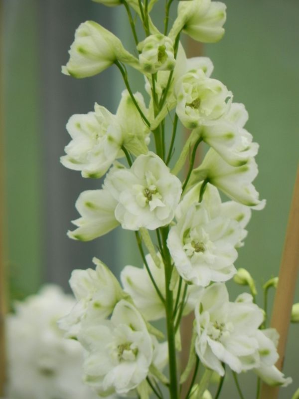 Delphinium x cultorum Pacific Giants ‘Galahad’