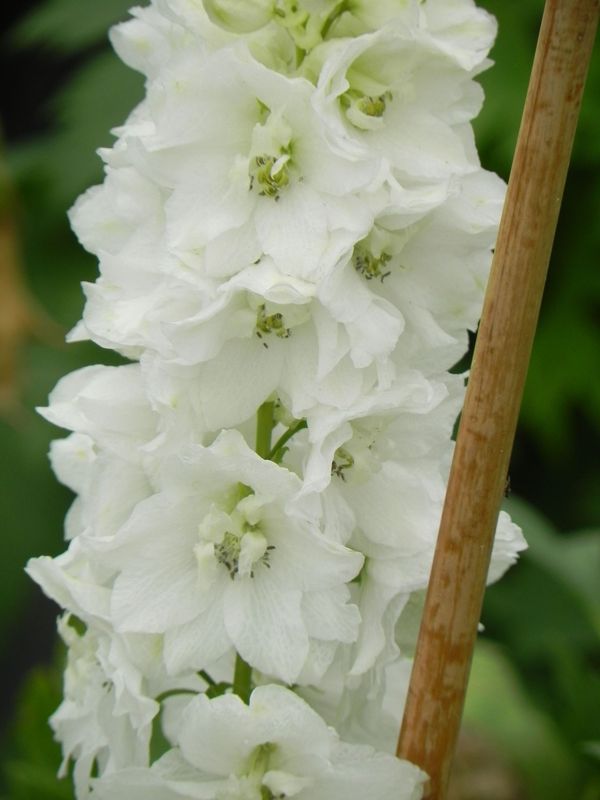 Delphinium x cultorum Pacific Giants ‘Galahad’