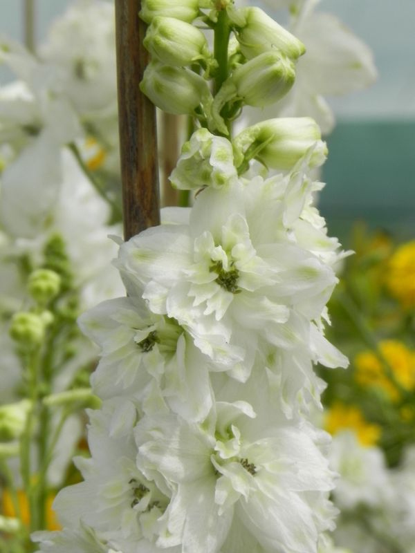 Delphinium x cultorum Pacific Giants ‘Galahad’