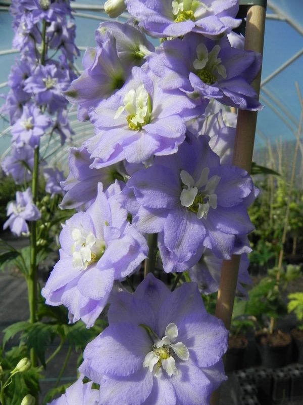 Delphinium x cultorum Pacific Giants ‘Guinivere’