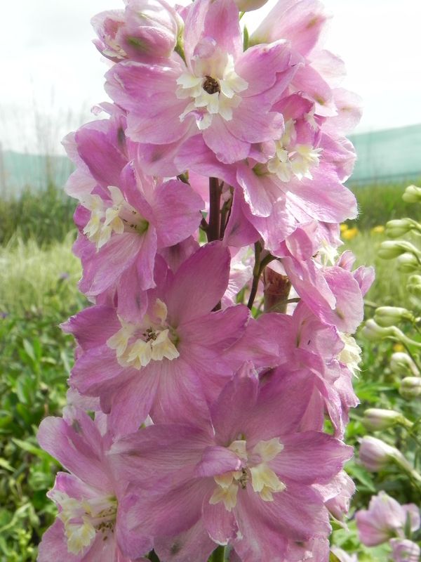 Delphinium x cultorum Pacific-Hybrids ‘Astolat Premium’