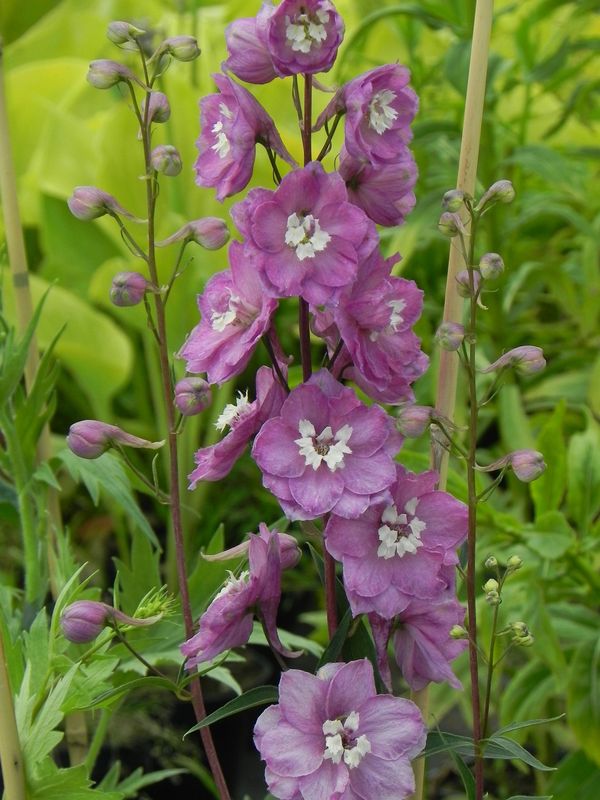 Delphinium x cultorum Pacific-Hybrids ‘Astolat Premium’