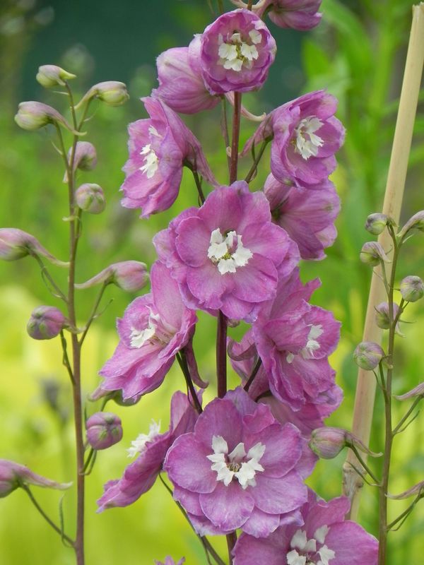 Delphinium x cultorum Pacific-Hybrids ‘Astolat Premium’