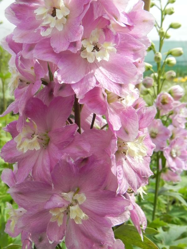 Delphinium x cultorum Pacific-Hybrids ‘Astolat Premium’