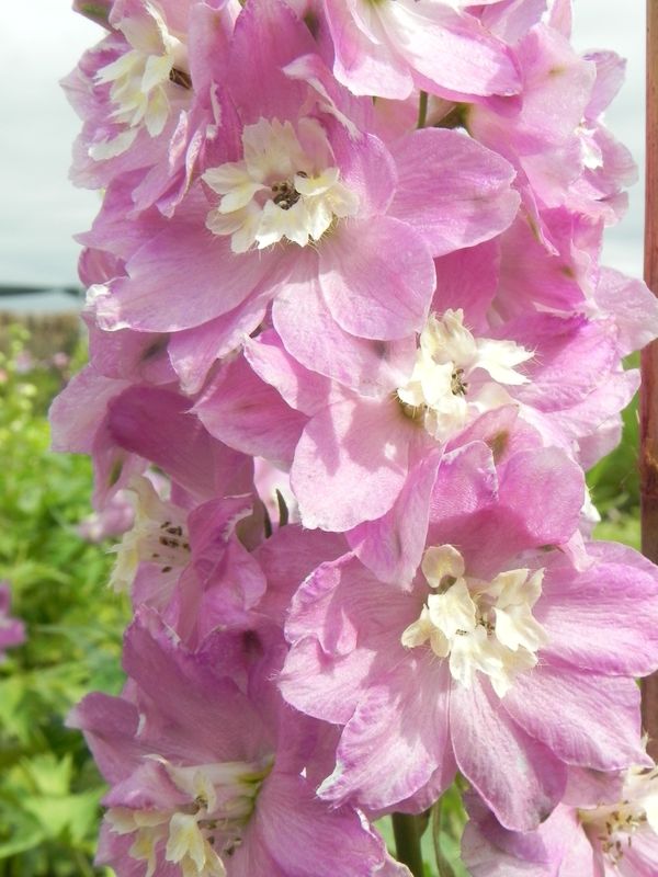 Delphinium x cultorum Pacific-Hybrids ‘Astolat Premium’