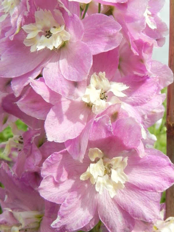 Delphinium x cultorum Pacific-Hybrids ‘Astolat Premium’