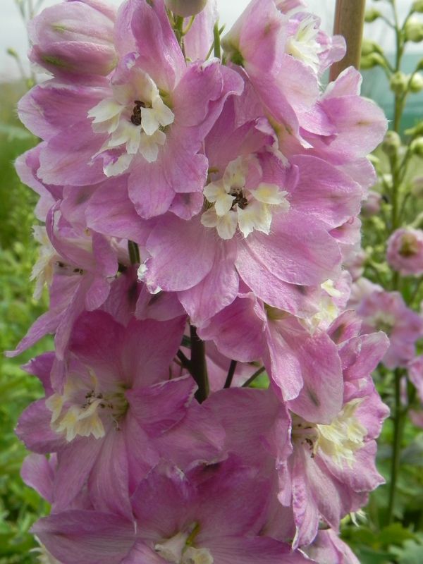 Delphinium x cultorum Pacific-Hybrids ‘Astolat Premium’