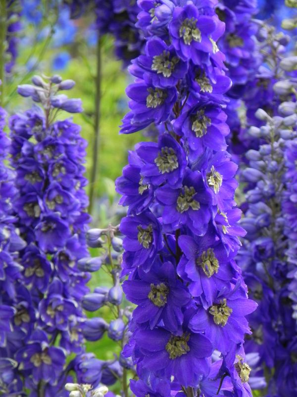 Delphinium x cultorum Pacific-Hybrids ‘Black Knight’