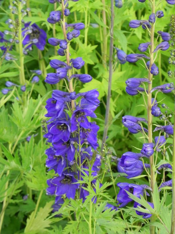 Delphinium x cultorum Pacific-Hybrids ‘Black Knight’