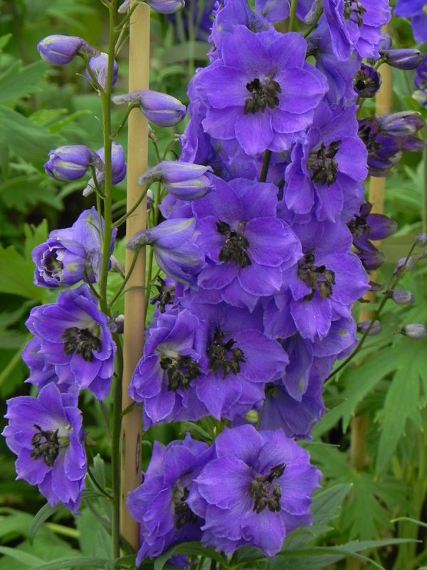 Delphinium x cultorum Pacific-Hybrids ‘Black Knight’