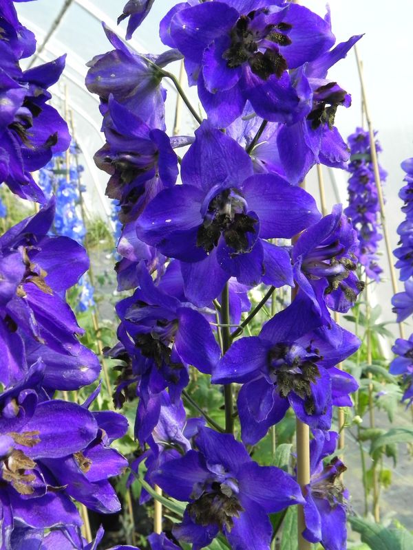 Delphinium x cultorum Pacific-Hybrids ‘Black Knight’