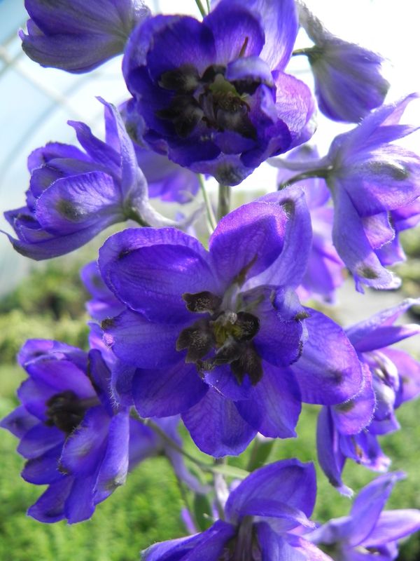 Delphinium x cultorum Pacific-Hybrids ‘Black Knight’