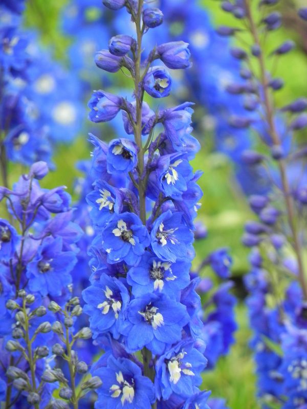 Delphinium x cultorum Pacific-Hybrids ‘Blue Bird’