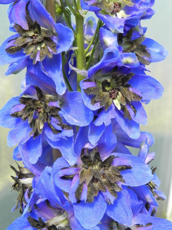 Delphinium x cultorum Pacific-Hybrids ‘Blue Jay’