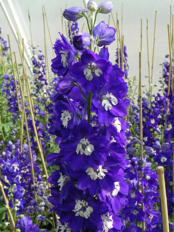Delphinium x cultorum Pacific-Hybrids ‘King Arthur’