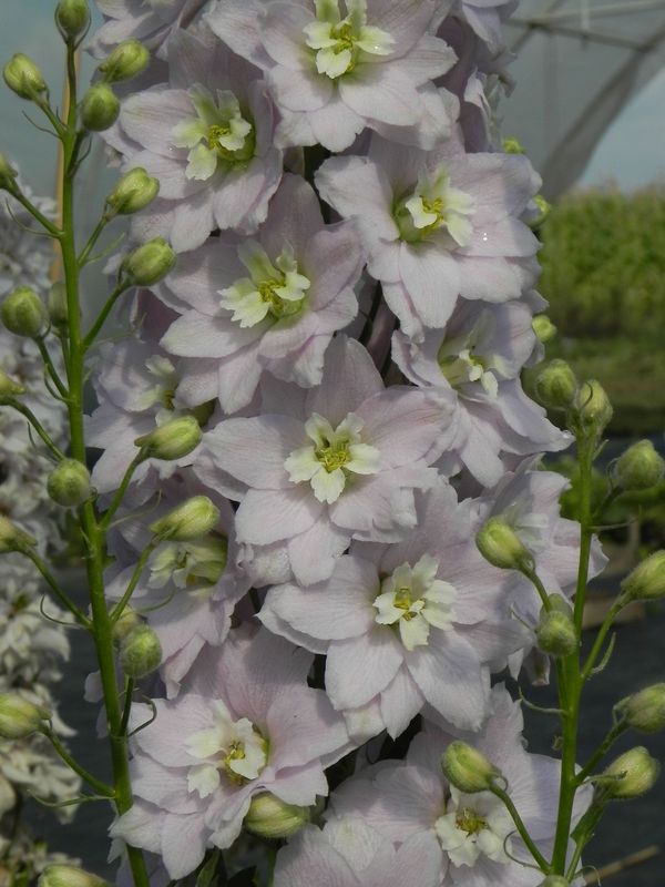 Delphinium x cultorum Pacific-Hybrids ‘Magic Fountains’