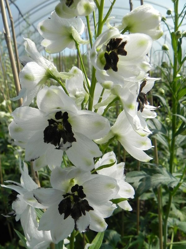 Delphinium x cultorum Pacific-Hybrids ‘Percival’