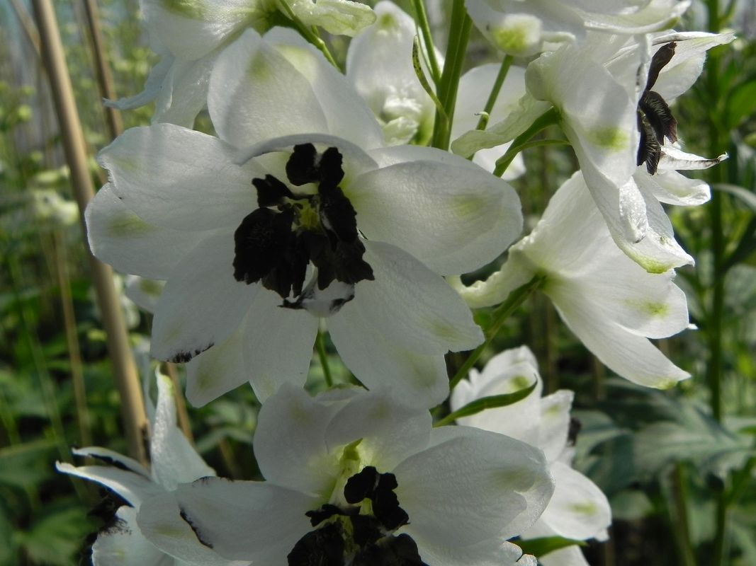 Delphinium x cultorum Pacific-Hybrids ‘Percival’