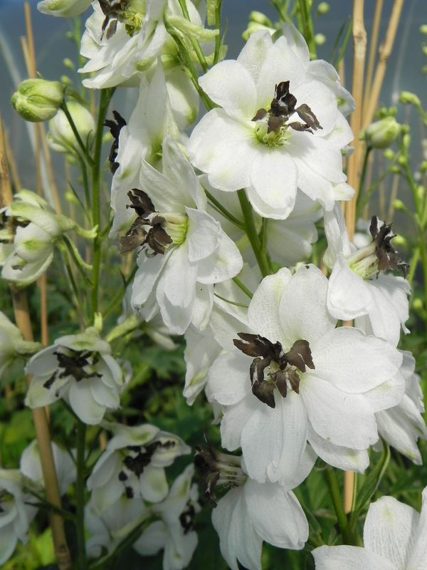 Delphinium x cultorum Pacific-Hybrids ‘Percival’