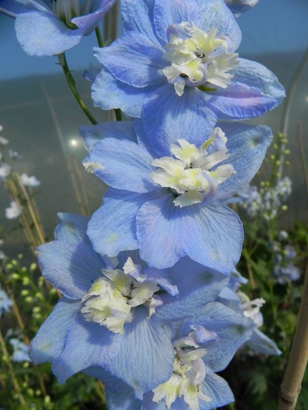 Delphinium x cultorum Pacific-Hybrids ‘Summer Skies’