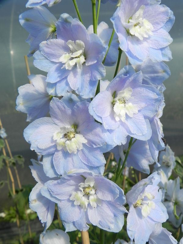 Delphinium x cultorum Pacific-Hybrids ‘Summer Skies’