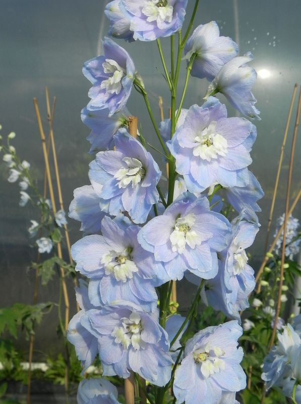 Delphinium x cultorum Pacific-Hybrids ‘Camelliard’