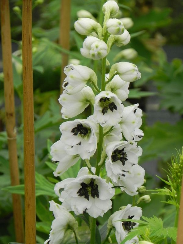 Delphinium x cultorum Magic Fountain ‘White Dark Bee’