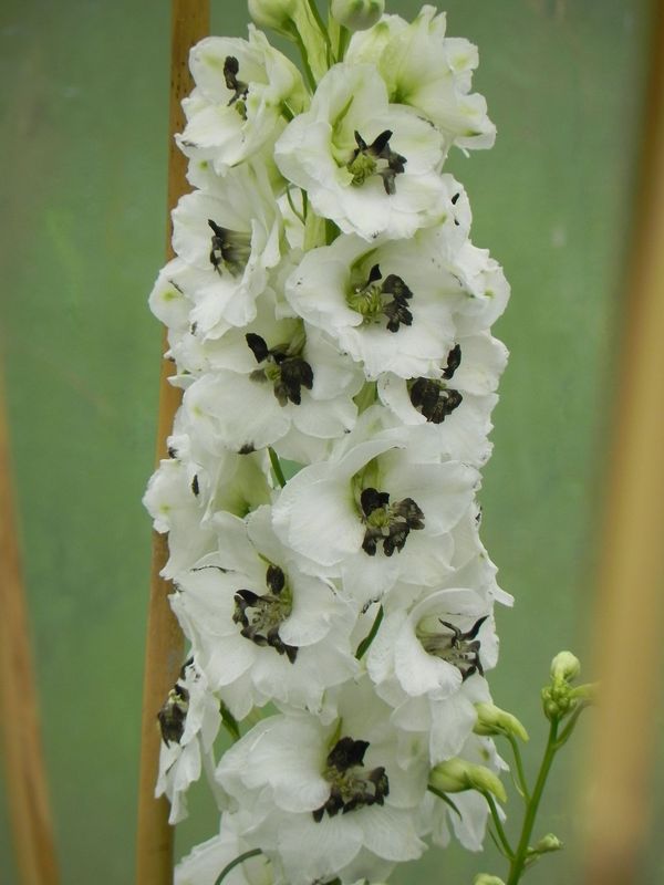 Delphinium x cultorum Magic Fountain ‘White Dark Bee’