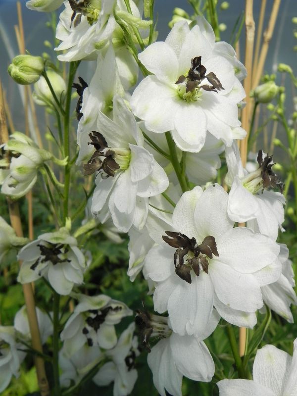 Delphinium x cultorum Magic Fountain ‘White Dark Bee’