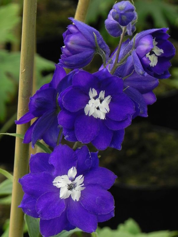 Delphinium x cultorum ‘Blue with White Blotch’