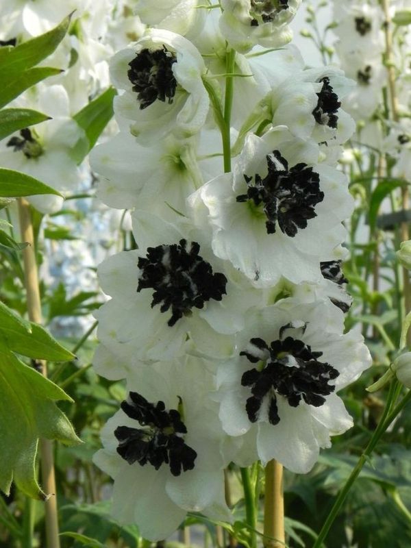 Delphinium x cultorum ‘White and Black’
