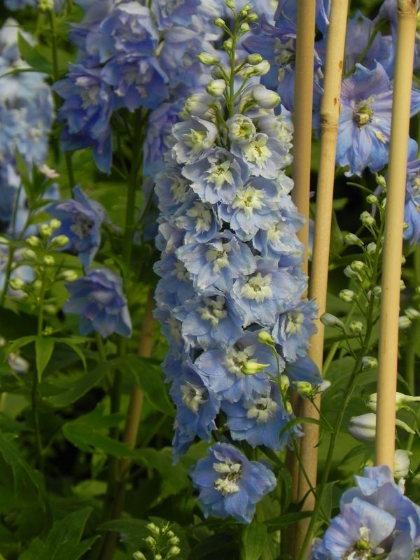 Delphinium x cultorum Magic Fountain ‘Sky Blue White Bee’