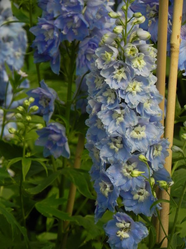 Delphinium x cultorum Magic Fountain ‘Sky Blue White Bee’